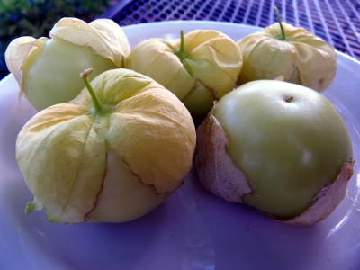 Yellow Husk Tomatillo (Physalis philadelphica) - Click Image to Close
